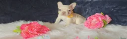 French Bulldog dogs for sale: 🐶💜 KC Registered French Bulldog Puppies - Advert 3