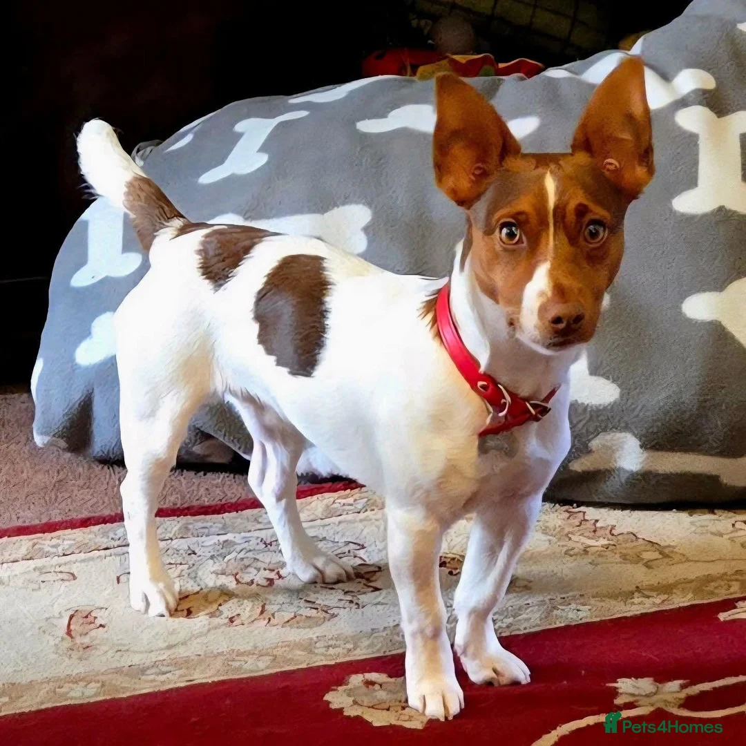 Jack Russell dogs for stud: Pure bred smooth jack russell for stud in Newport - Advert 1