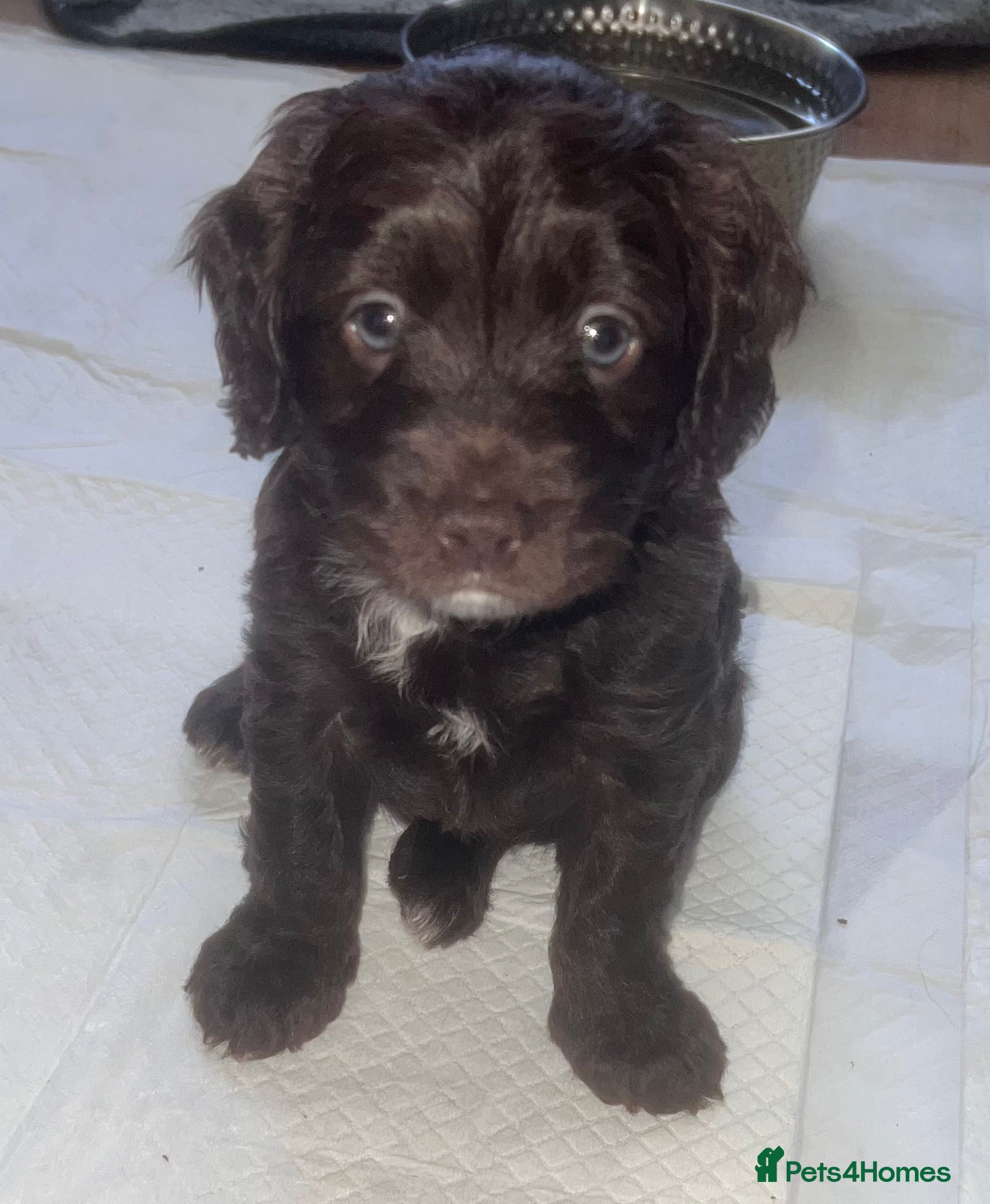 Cockapoo dogs Cockapoo puppies for sale  - Advert 18