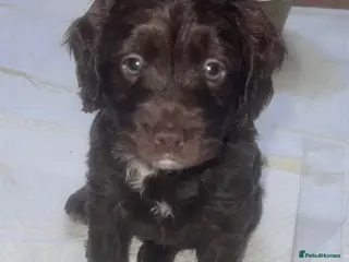 Cockapoo dogs Cockapoo puppies for sale - Advert 18