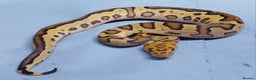 Python Snake reptiles for sale: Hatchling Royal Pythons Males  - Advert 1