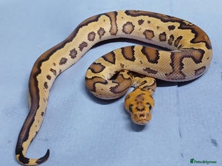 Python Snake reptiles Hatchling Royal Pythons Males - Advert 1