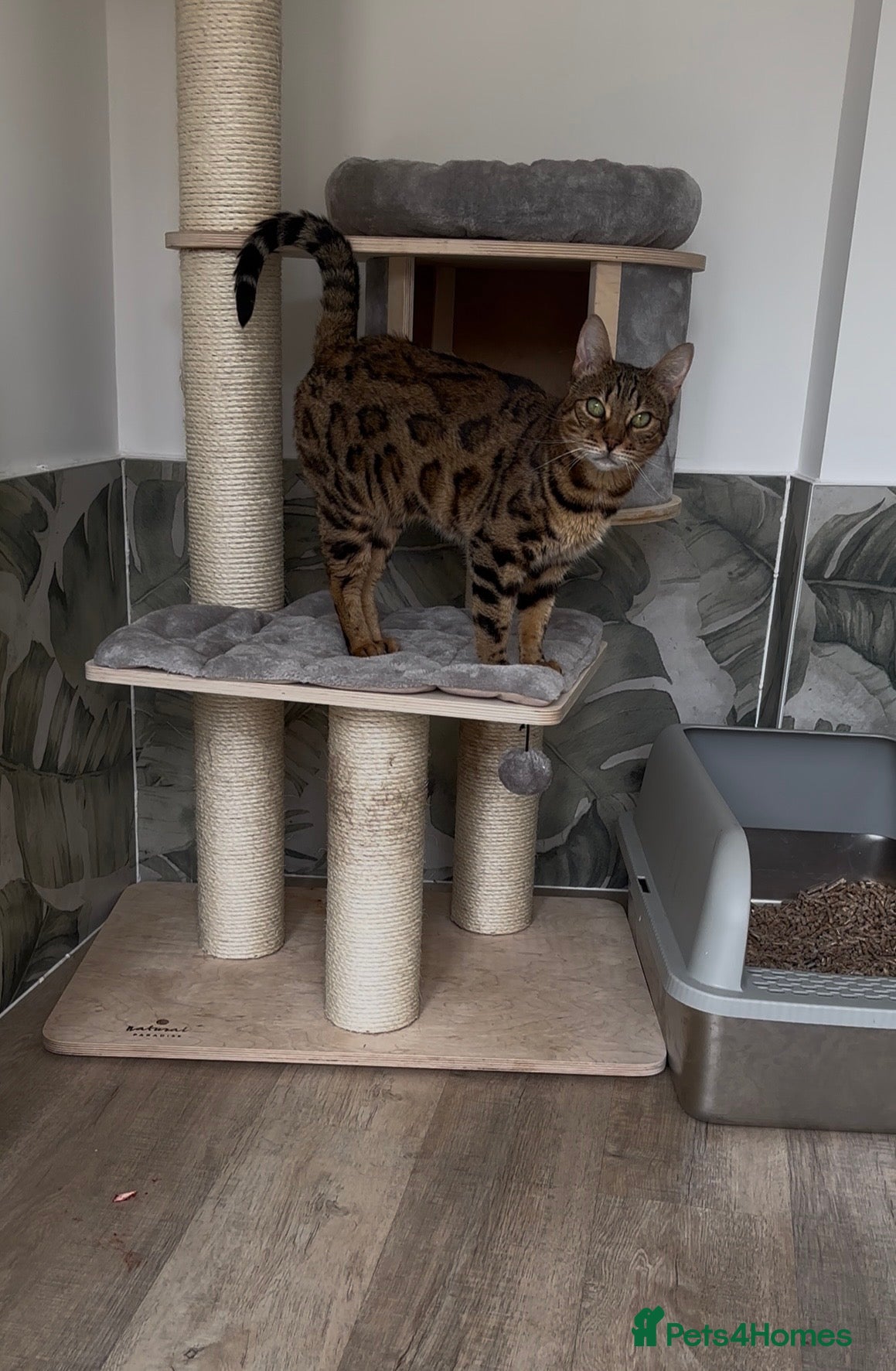 Bengal cats Retired breeding females - Advert 2