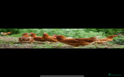 Chickens poultry for sale: Brown laying hens  - Image 1