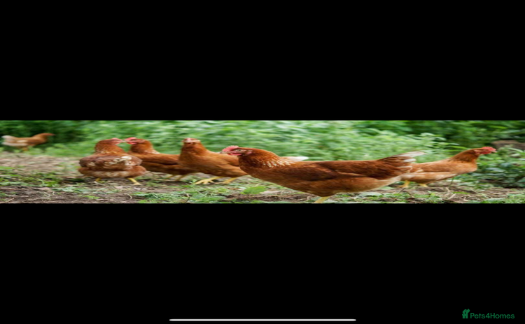 Chickens poultry - Advert 1