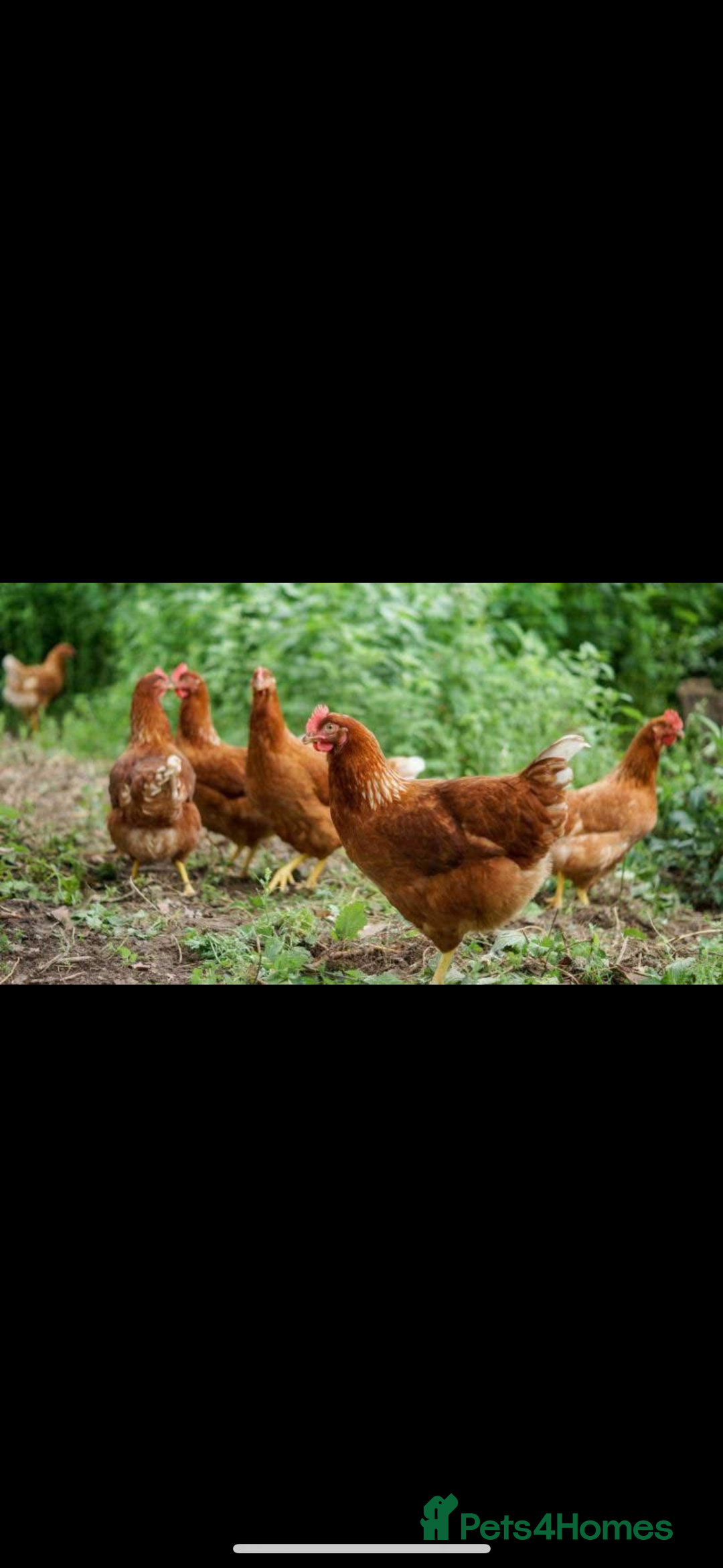 Chickens poultry for sale: Brown laying hens  - Image 1