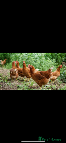 Chickens poultry - Advert 1