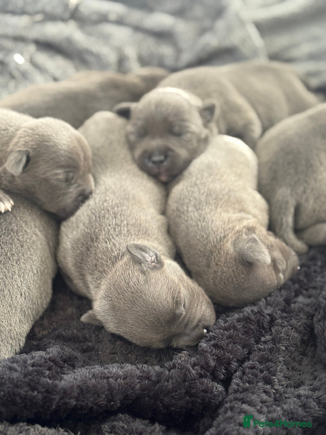 Staffordshire Bull Terrier dogs for sale: KC REG - Blue Staffordshire Bull Terrier Pups - Image 2