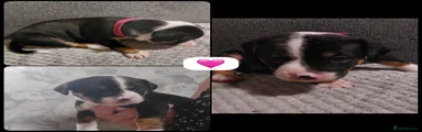 Mixed Breed 3