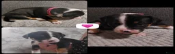 Mixed Breed dogs for sale: Olde tyme bulldog border collie cross puppies  - Advert 8