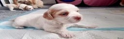 Mixed Breed dogs for sale: Hybrid dogs - Advert 15