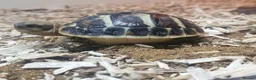 Tortoise reptiles for sale: Dwarf western hermann tortiose in Portsmouth - Advert 6