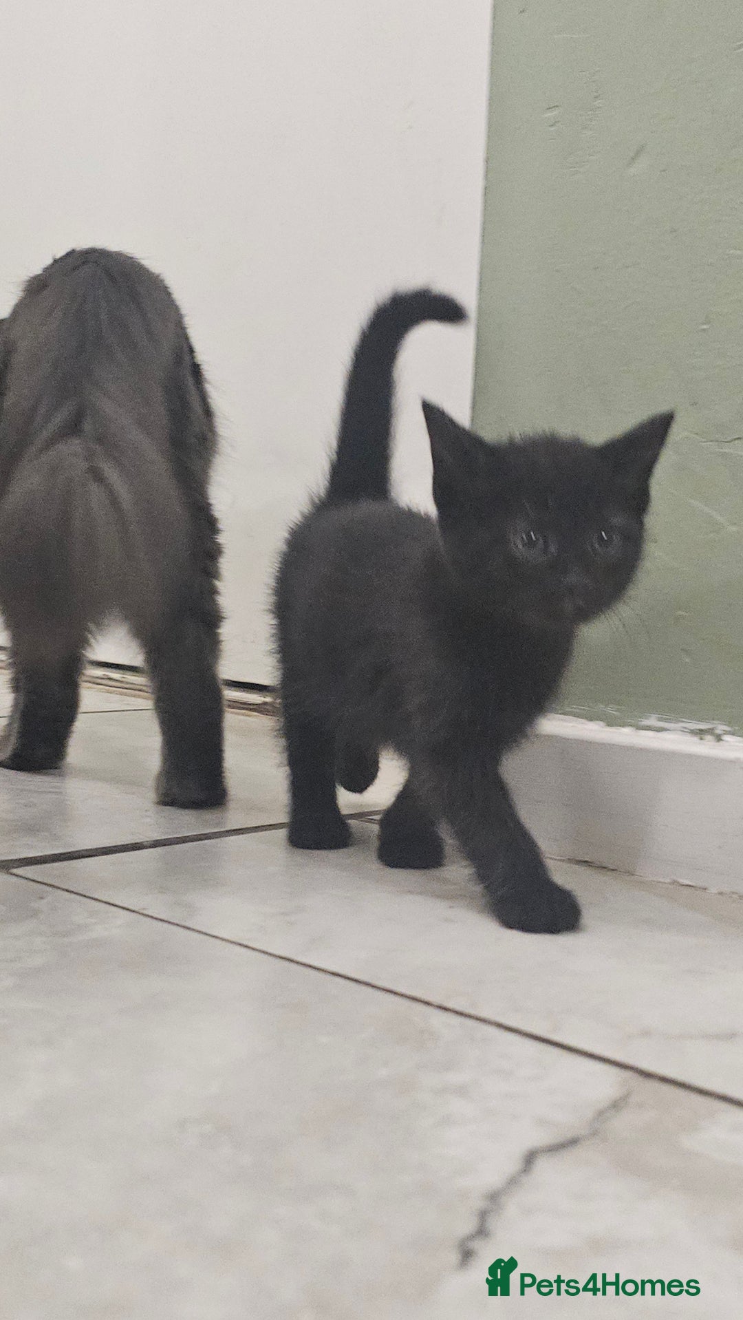 Mixed Breed cats for sale: Last Boy 🐈‍⬛ - Advert 4