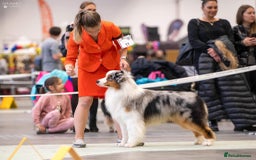 Australian Shepherd dogs for sale: Australian Shepherd puppies - Image 13