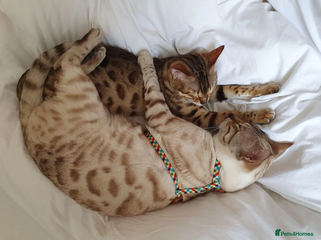 Bengal cats for sale: Pure Bengal kittens - 3 girls left - Advert 18