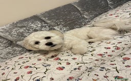 Bichon Frise dogs for sale: Gucci bichon frise - Image 5