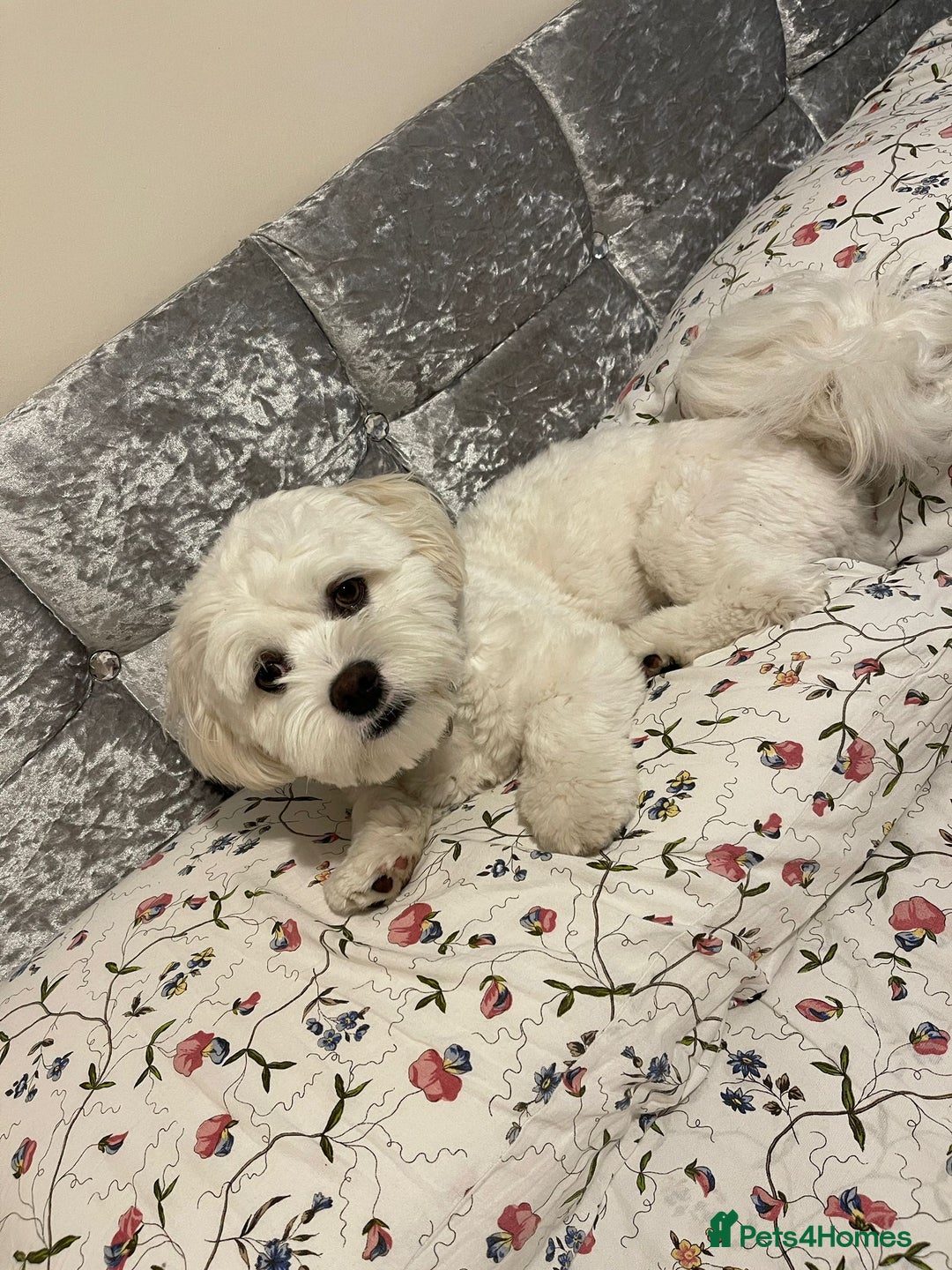 Bichon Frise dogs for sale: Gucci bichon frise - Image 5