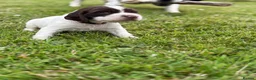 English Springer Spaniel dogs for sale: KC Registered Springer Spaniel Puppies - Advert 3