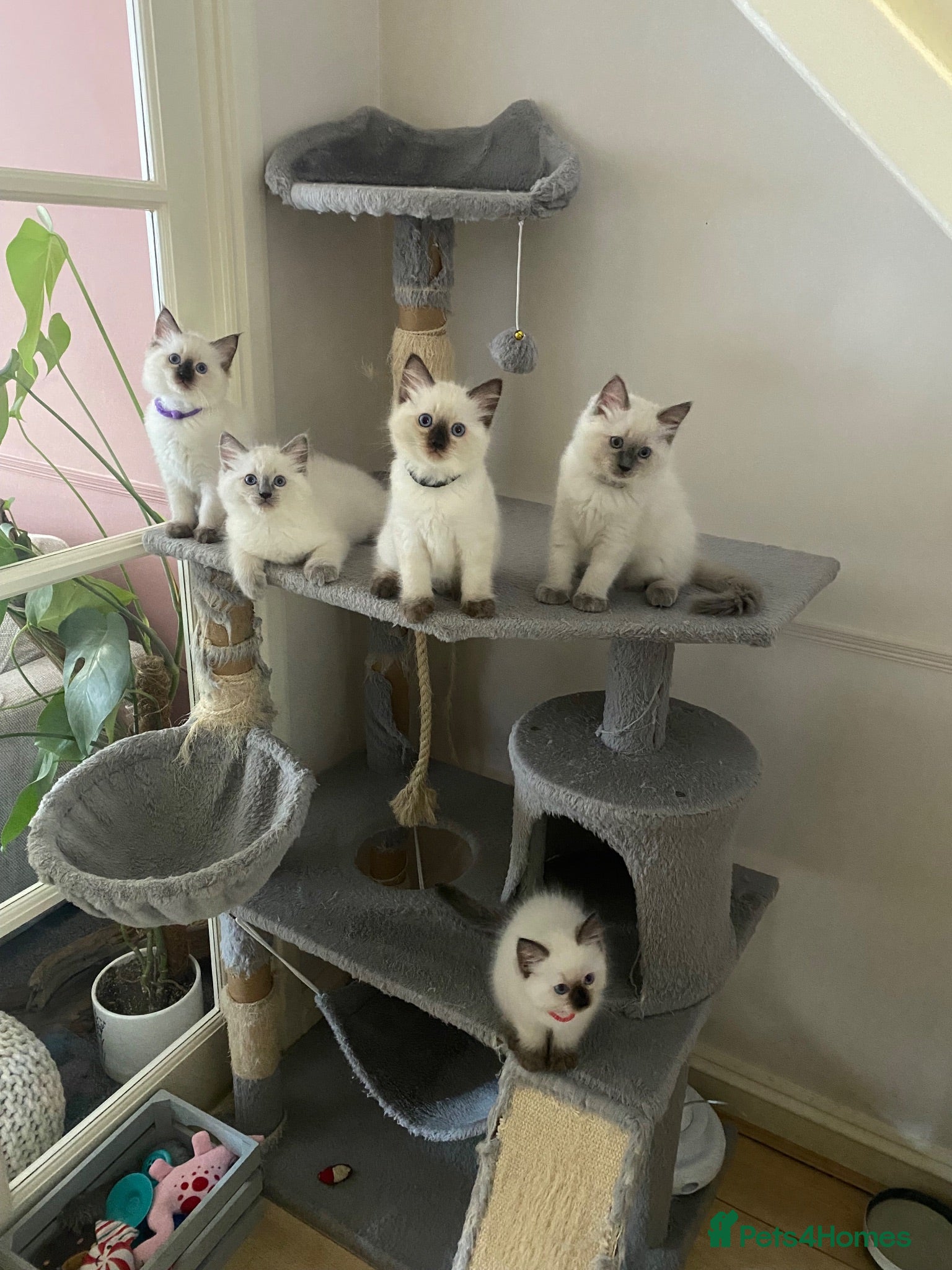 Ragdoll cats Ragdoll kittens - Advert 15