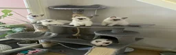 Ragdoll cats for sale: Ragdoll kittens - Advert 2