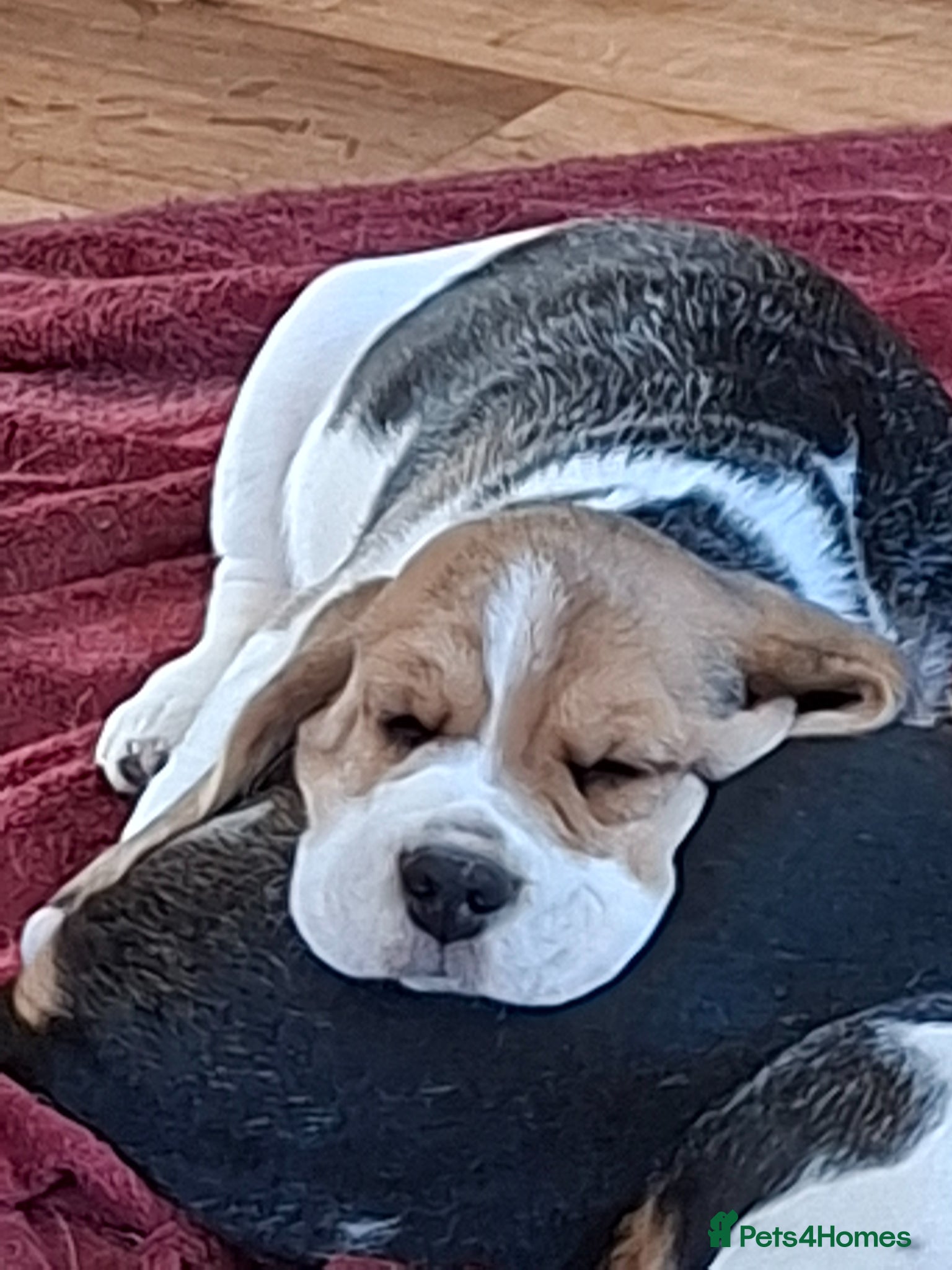 Beagle dogs Beautiful Beagles  - Advert 1