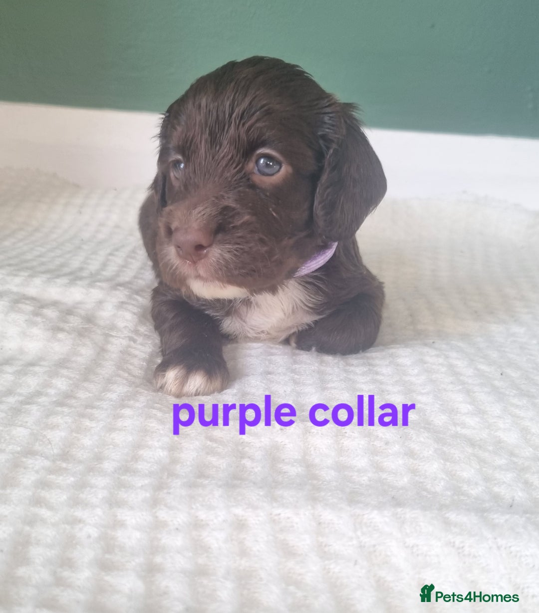 Cocker Spaniel dogs for sale: Beautiful cocker spaniel puppies - Image 20
