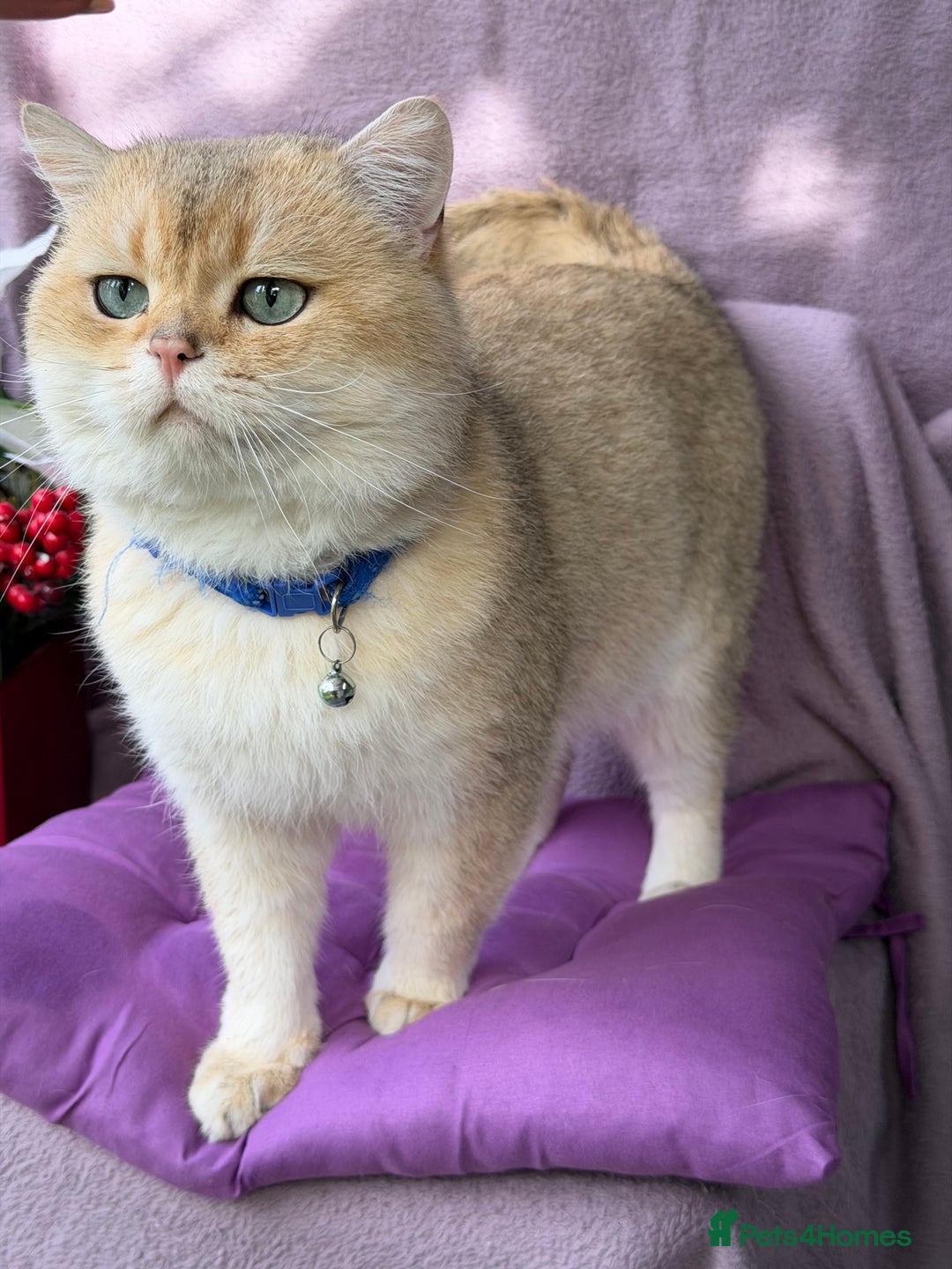 British Shorthair cats for sale: BSH tri- colour golden/blue/white kittens TICA - Advert 16