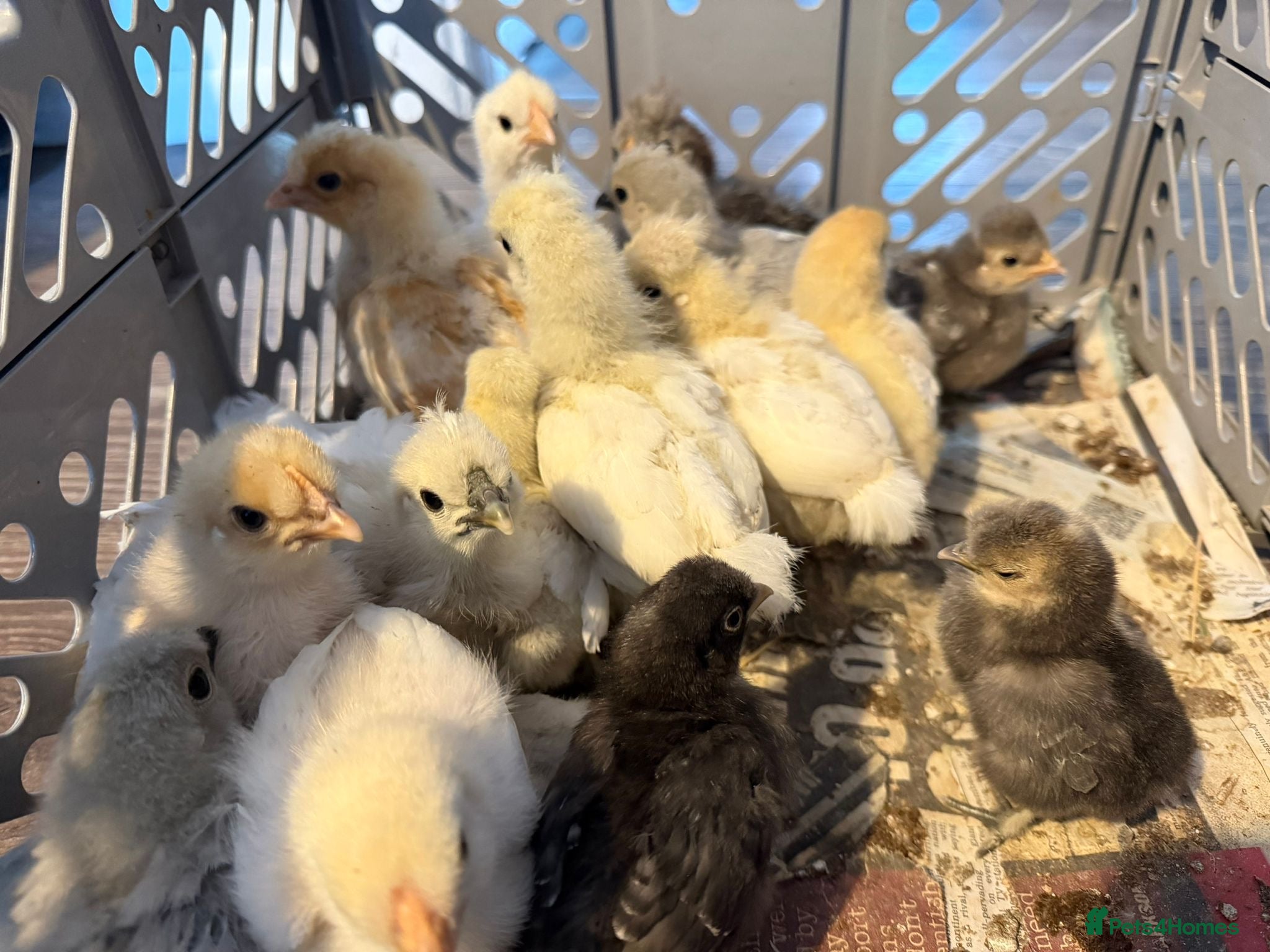 Chickens poultry for sale: Mixed banthams - Advert 5