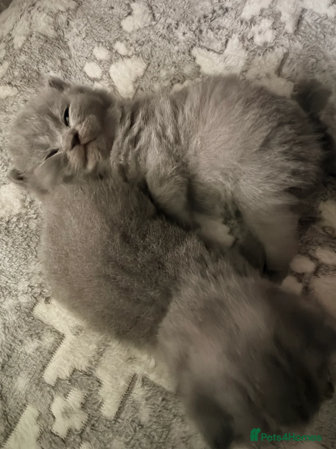 British Shorthair cats for sale: British Shorthair Kittens – Blue & Lilac Lines - Advert 6