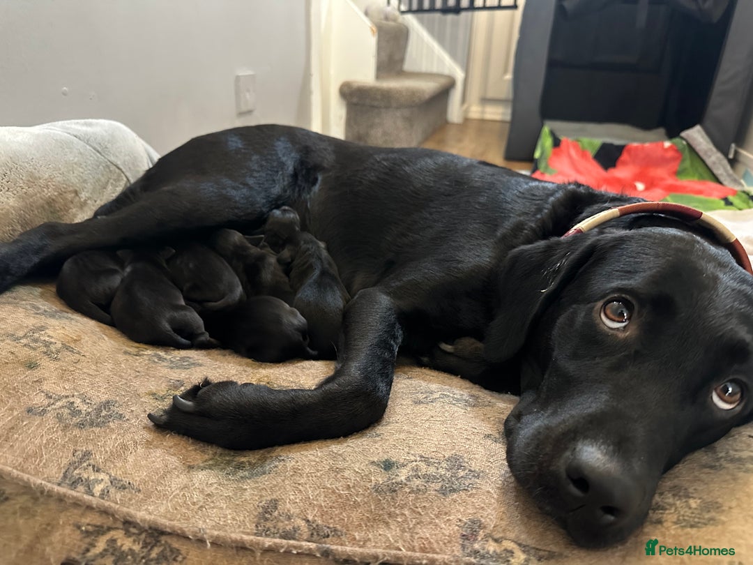 Labrador Retriever dogs for sale: 5 black lab puppies male   - Image 4