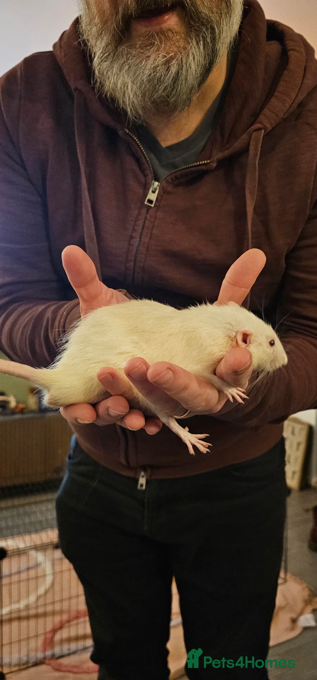 Rat rodents for sale: 3 male rats for re-homing - Advert 4