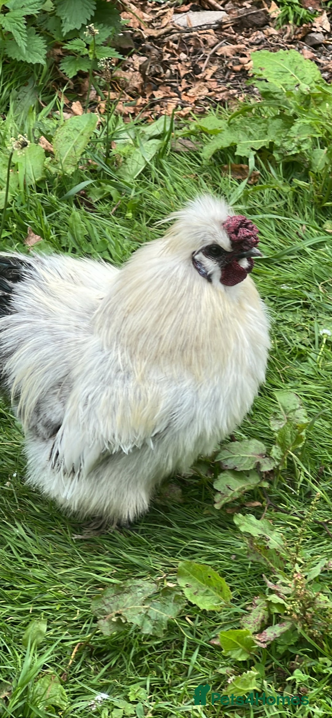 Chickens poultry for sale: Silkie Rooster  - Image 1