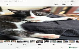 British Shorthair cats for sale: ***150***ONO Beautiful kittens need a new home. - Image 10