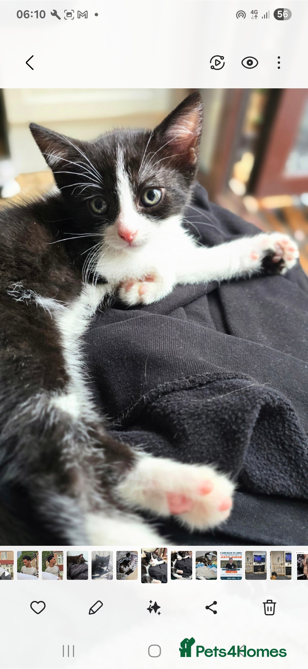 British Shorthair cats for sale: ***150***ONO Beautiful kittens need a new home. - Image 10