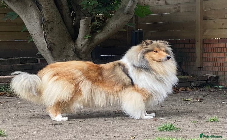 Rough Collie dogs - Advert 1