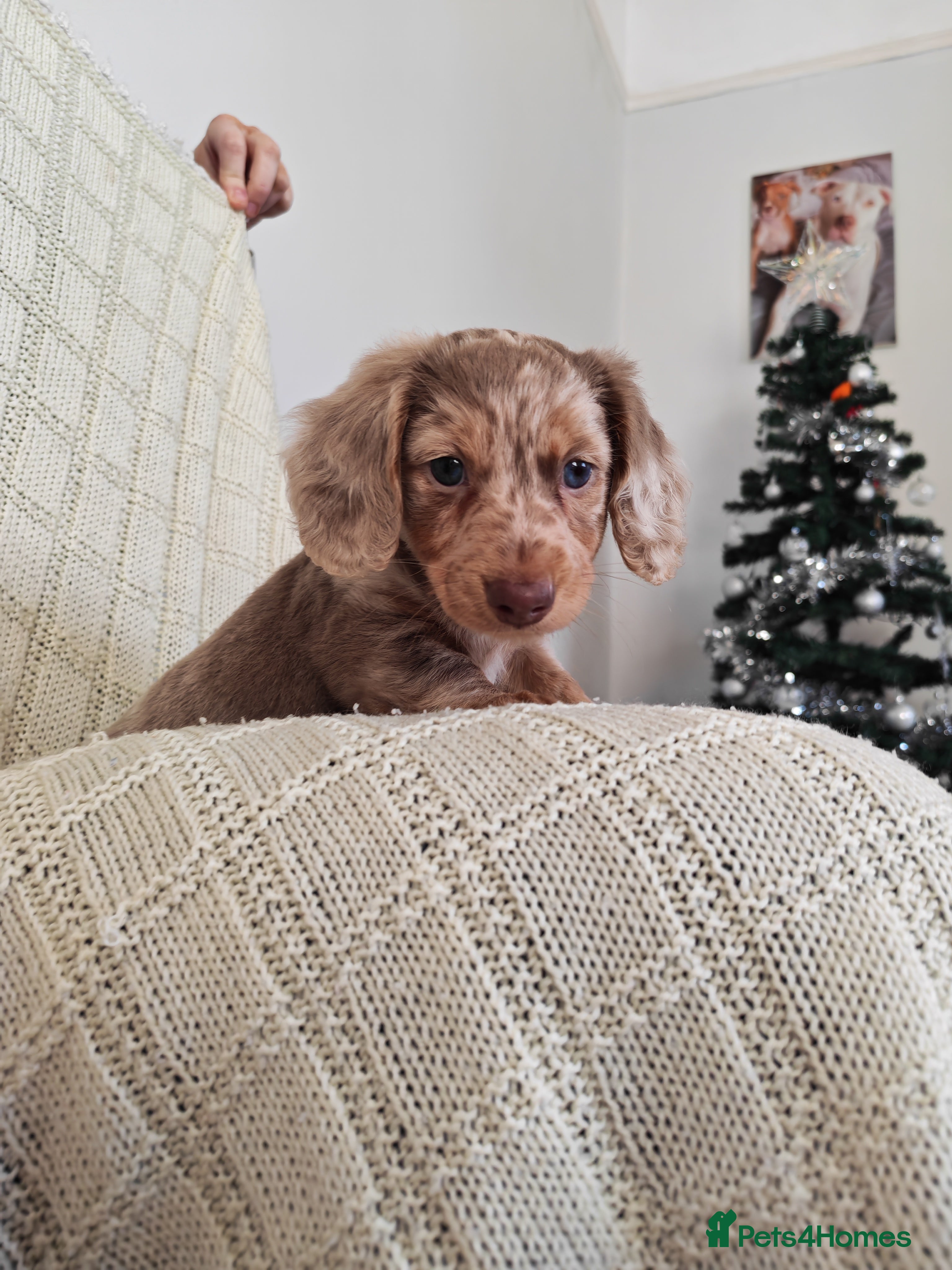 Miniature Dachshund dogs Miniature long hair dachshund  - Advert 6