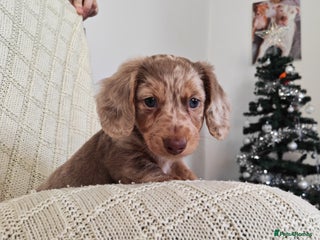 Miniature Dachshund dogs Miniature long hair dachshund - Advert 5