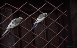 Budgerigars birds for sale: Aviary Bred Budgie Chicks 12 Weeks - Image 9