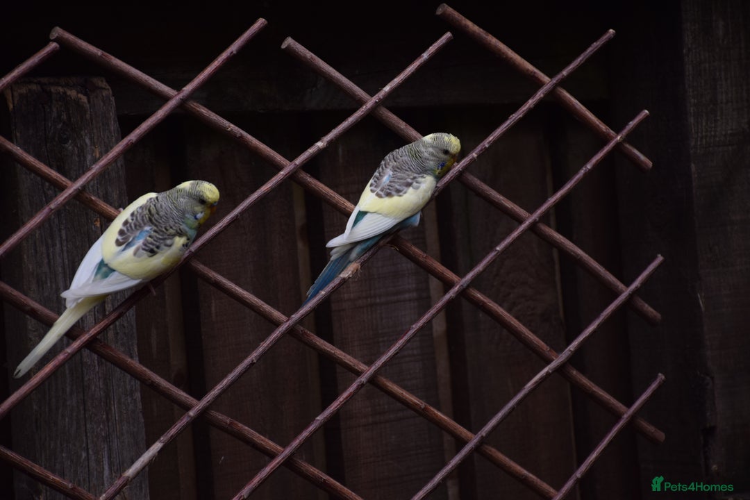 Budgerigars birds for sale: Aviary Bred Budgie Chicks 12 Weeks - Image 9