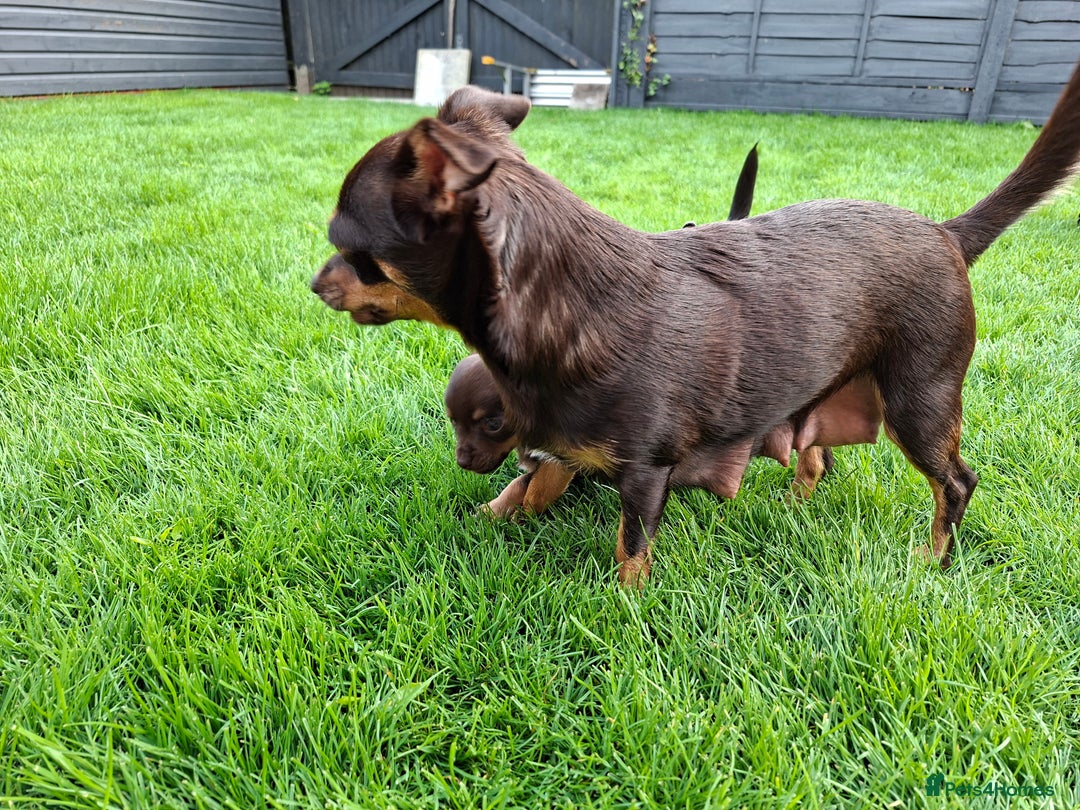 Chihuahua dogs for sale: 4 stunning chocolate and tan chihuahua puppys. - Image 9