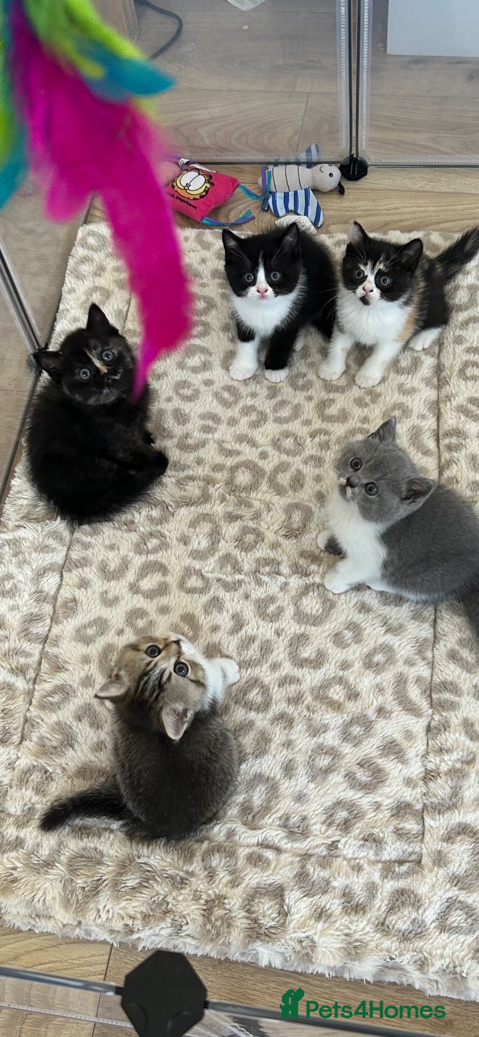 British Shorthair cats Cute BSH Kittens  - Advert 1