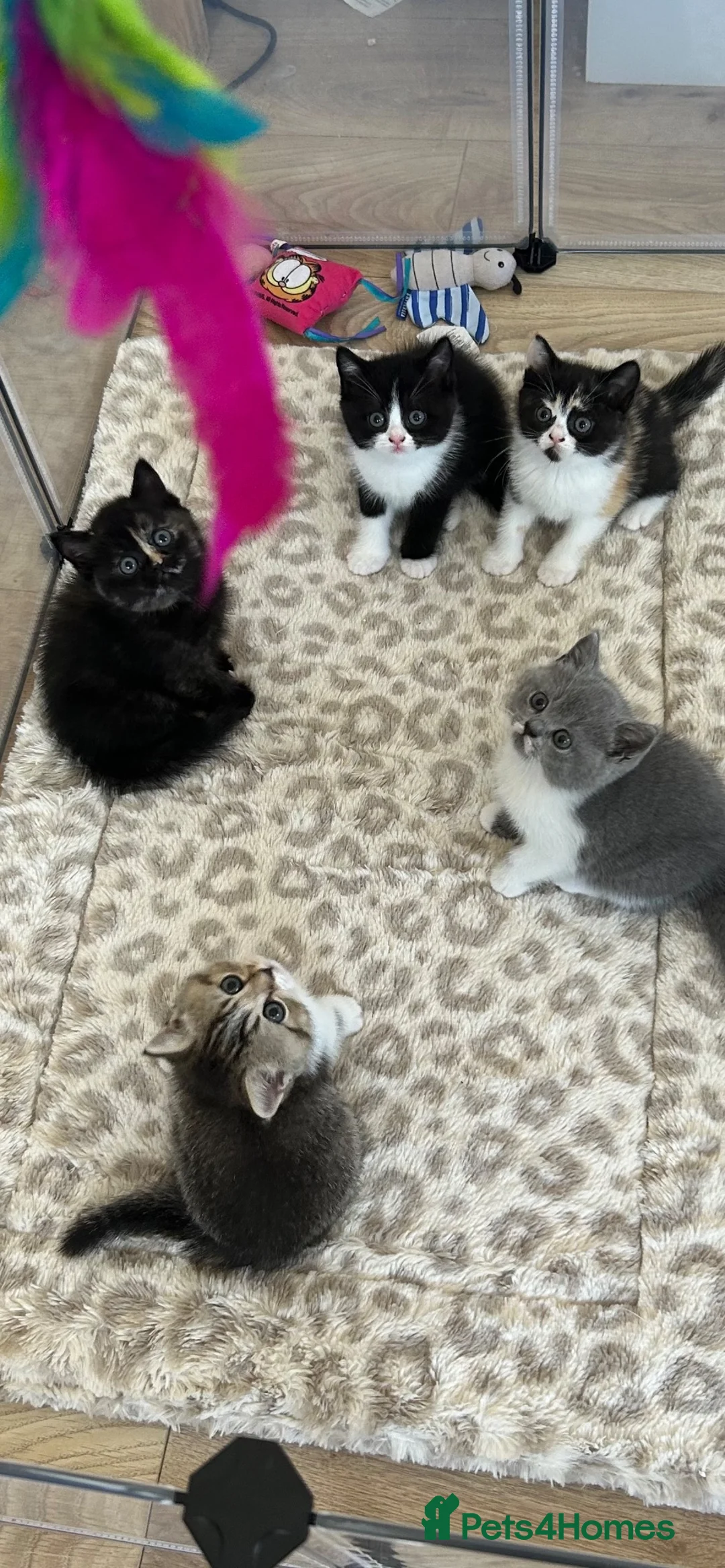 British Shorthair cats for sale: Cute BSH Kittens  - Advert 1