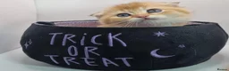 Scottish Fold cats for sale: Beautiful TICA Registered Scottish Fold Kittens - Advert 5
