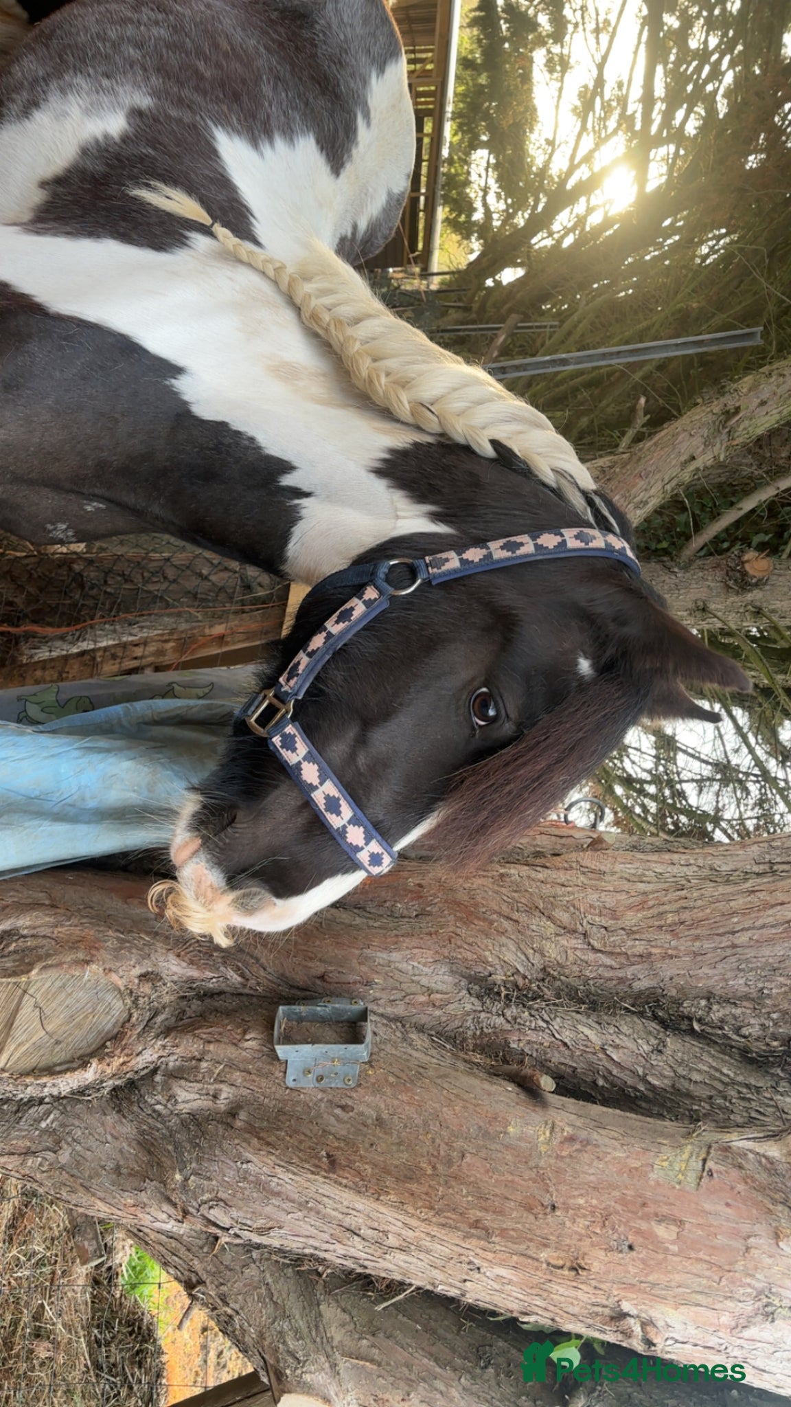 Irish Cob horses Clover welsh x cob  - Advert 1