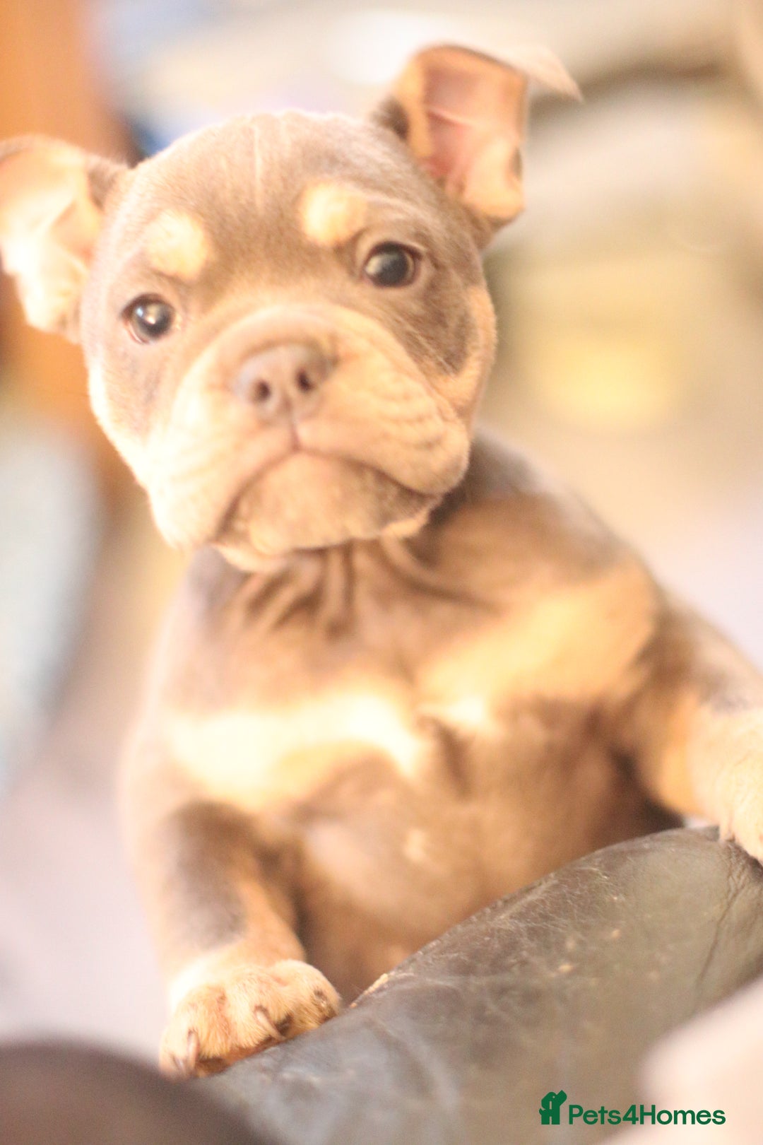 Dorset Olde Tyme Bulldogge dogs for sale: Victorian bulldogs - Advert 7