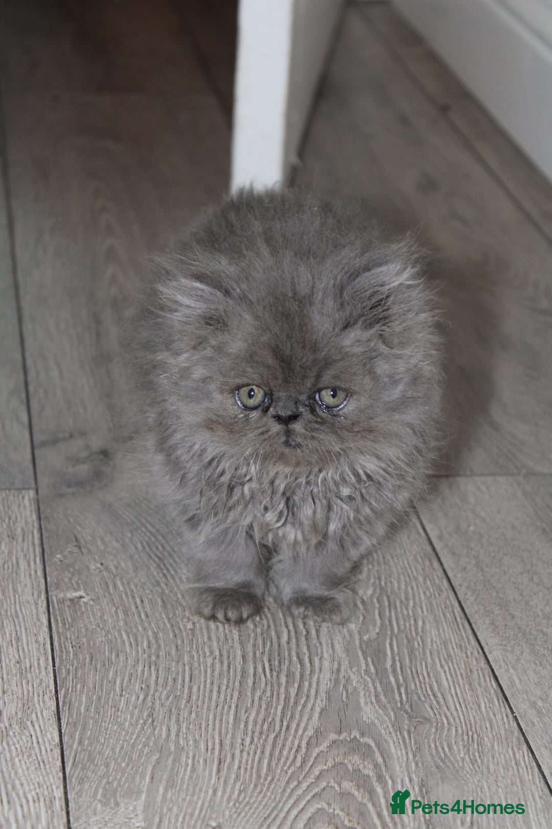 Persian cats for sale: Beautiful Female Kittens Ready for Loving Homes - Advert 8