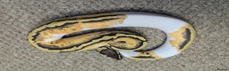 Python Snake reptiles for sale: 2026 Royal Python Hatchlings - Advert 6