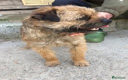 Border Terrier dogs for sale: Border terrier pups - Image 20