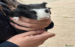 Guinea Pig rodents for sale: Beautiful Baby Guinea Pigs  - Image 3