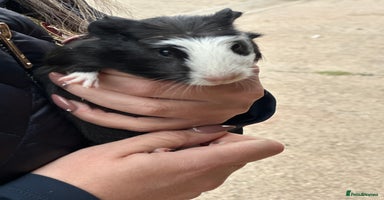 Guinea Pig rodents - Advert 5